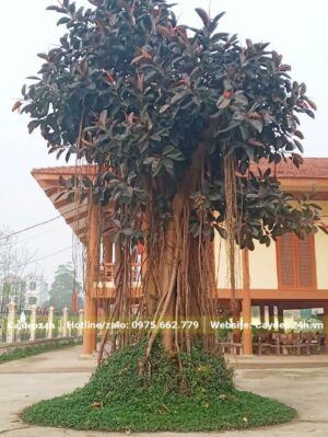 Đa Búp Đỏ trồng trong sân chùa