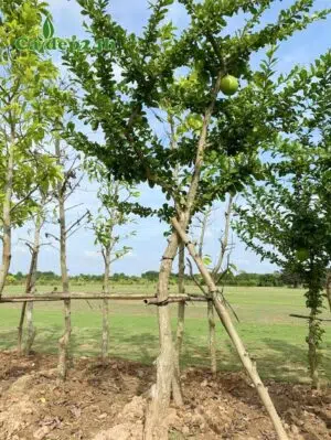 Cây Đào Tiên công trình thoát thân 2,5m