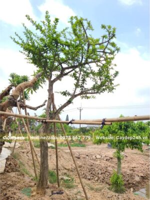 Cây Đào Tiên có bộ tán nghiêng đẹp