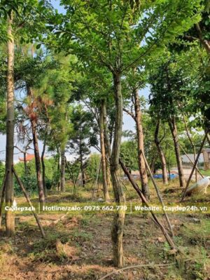 Cây có thoát thân gần 3m, đường kính thân 15cm đo cách gốc 1m