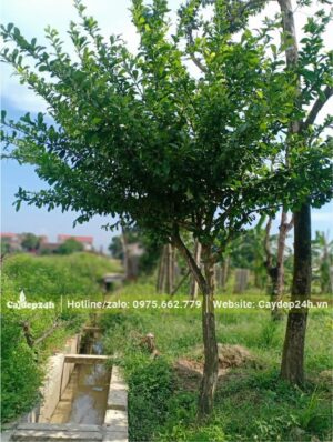 Đào Tiên đường kính gốc 10cm, thoát thân khoảng 1,5m có tán lá đẹp vươn hướng lên trời