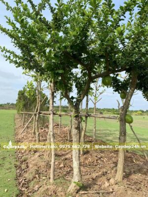 Cây lâu năm, dâm ủ theo luống