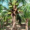 Cây Dừa công trình chất lượng, đường kính thân từ 20 - 30cm