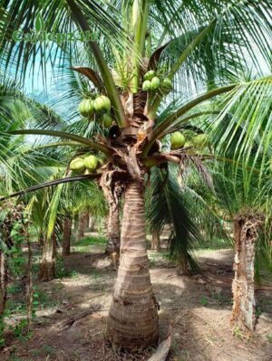 Cây Dừa công trình chất lượng, đường kính thân từ 20 - 30cm