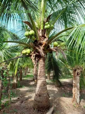 Cây Dừa công trình chất lượng, đường kính thân từ 20 - 30cm
