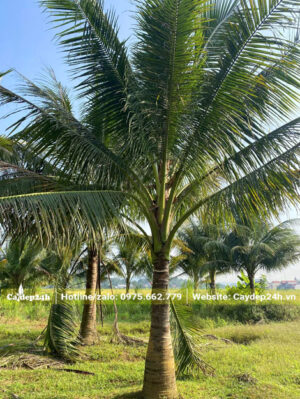 Cây đẹp, chiều cao vút lá khoảng 7 - 8m