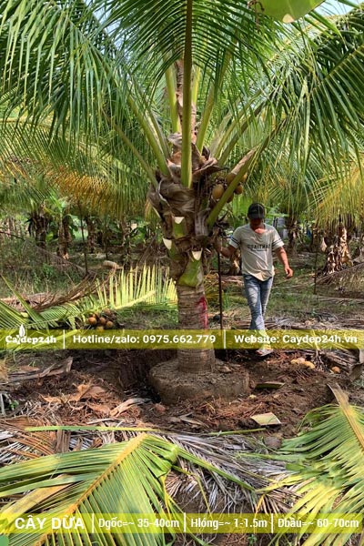 Bứng nóng cây dừa lóng thân cao 1m, đường kính gốc 35cm