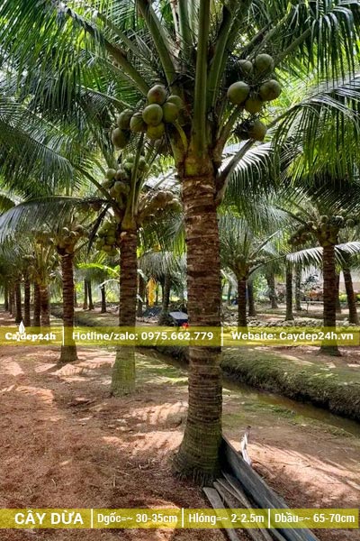 Hàng trăm cây dừa công trình lóng thân cao hơn 2m, cây nào cũng rất nhiều quả