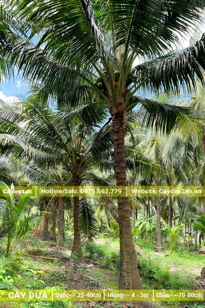 Cây dừa công trình tuyển chọn, lóng thân cao hơn 4m, bứng nóng tại vườn