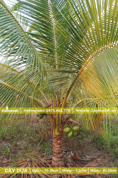 Vườn cây dừa công trình lóng thân hơn 50cm