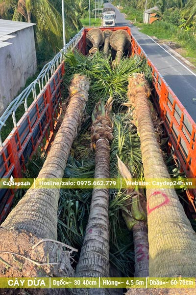 Xếp lên thùng xe đầu kéo những cây dừa lóng thân cao 5m