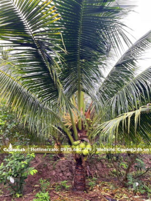 Vườn cây dừa công trình tầm thấp, lóng chỉ cao tầm 50cm