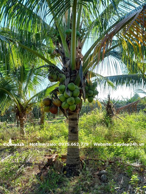 Bán cây Dừa công trình đang sẵn trái