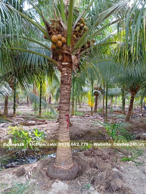 Bứng bầu đường kính 40 cho cây Dừa công trình 4 - 5m (cả tán)