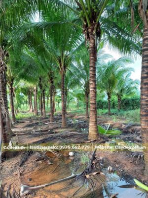 Hàng dưỡng lâu năm, lóng thân cao 2 - 3m