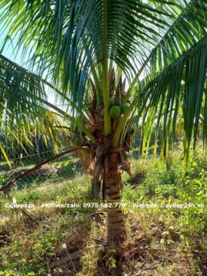 Vệ sinh và dọn các bẹ lá trước khi Dừa vào mùa ra trái