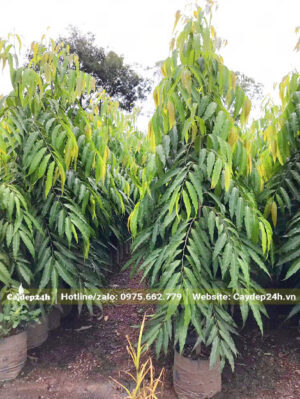 Cây dưỡng trong bầu từ nhỏ, hiện chiều cao khoảng 2m