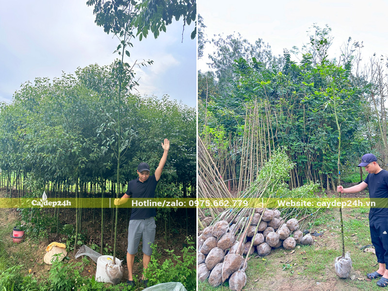 Cây giống long não cao hơn 2m