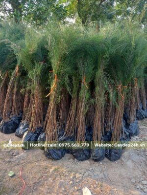 Bán cây giống Phi Lao cao 1m, cứ 10 cây thành 1 bó