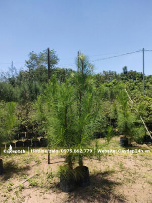 Cây được chăm sóc từ nhỏ đã đạt chiều cao 1m