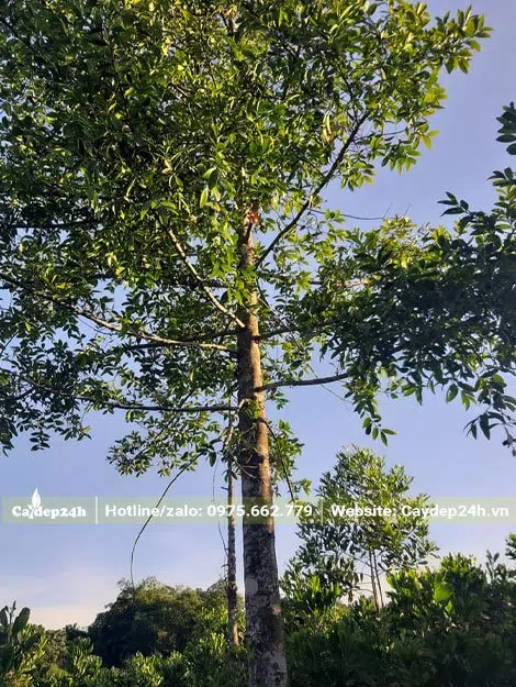 Kim Giao trồng lấy bóng mát có tán lá đẹp