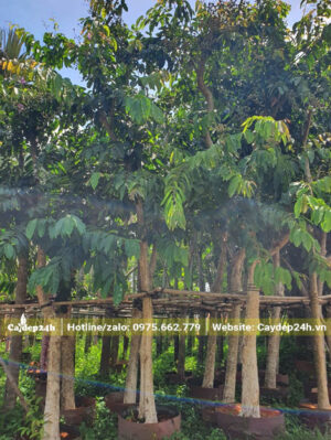 Cây được xếp hàng thẳng tắp, đã giữ nguyên tay cành