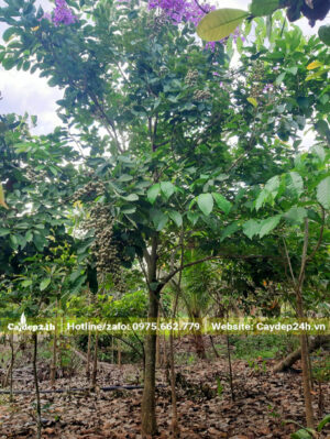 Cây Bằng Lăng công trình nở hoa đẹp