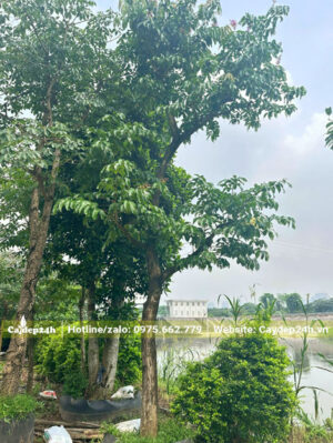 Cây bằng lăng tím đã dưỡng ủ hơn 1 năm đường kính gốc 25cm