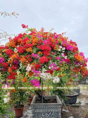 Toàn bộ tán cây hoa Giấy được phủ bởi những sắc màu rực rỡ