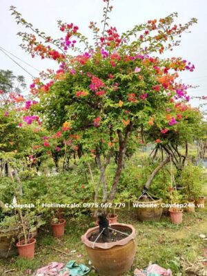 Hoa Giấy ngũ sắc cao 2m chưa tính chậu