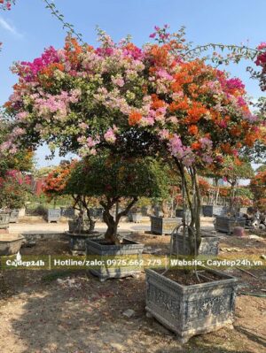 Cây có dáng cong siêu đẹp, hoa ngũ sắc rực rỡ