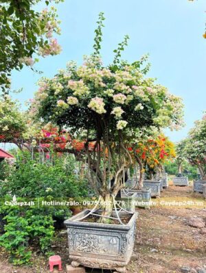 Hoa giấy trắng trồng trồng lâu năm