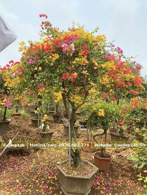 Cây hoa giấy dưỡng lâu năm tại vườn, cao 1m5 chưa tính chậu