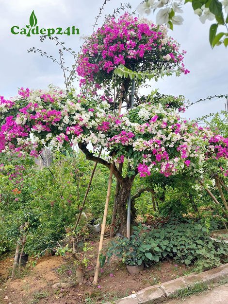 Cây Hoa Giấy hai màu trồng trước nhà