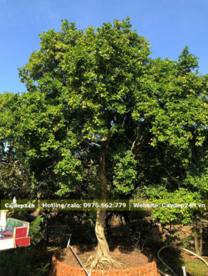 Cây hoa Nguyệt Quế cổ thụ cao hơn 2m