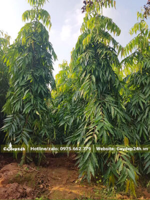 Hoàng Nam công trình đk thân khoảng 5 - 7cm