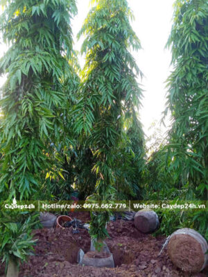Bứng bầu và bó tán lá của cây Hoàng Nam cao 4 - 5m