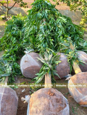 Cây Hoàng Nam đk góc 10cm mới bứng bầu và bọc lưới 2 lớp