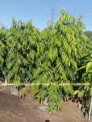 Cây nhỏ đường kính gốc chỉ 3cm, thân cao khoảng gần 2m