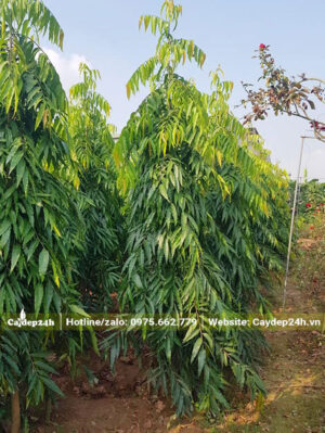 Hoàng Nam trồng thành từng hàng từng hàng, chiều cao khoảng 2,5m