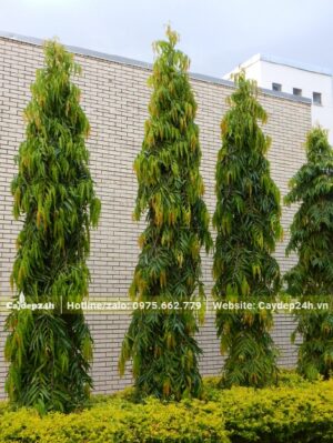 Cây Hoàng Nam tại nhà vườn cũng được trồng thành những hàng dài thẳng tắp