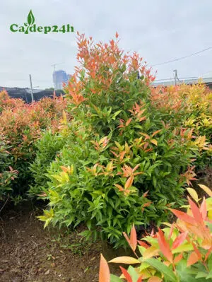 Cây Hồng Lộc trang trí công trình cao 1,2m