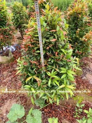 Đo kích thước chiều cao của cây Hồng Lộc