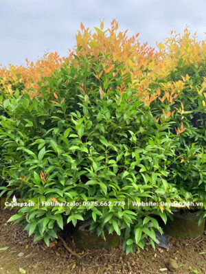 Dưỡng cây Hồng Lộc đang ra chồi non ở đỉnh cây