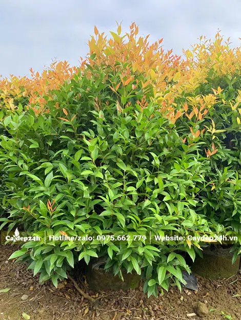 Dưỡng cây Hồng Lộc đang ra chồi non ở đỉnh cây