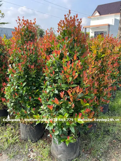 Dâm ủ số lượng lớn Hồng Lộc trong bầu