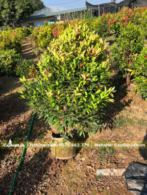 Hồng Lộc nguyên bầu cao 80 - 90cm