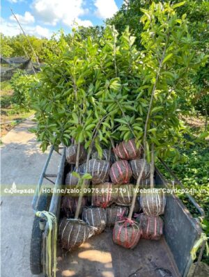 Gần 20 cây Hồng Xiêm giống đường kính gốc 2cm mới đưa lên xe kéo