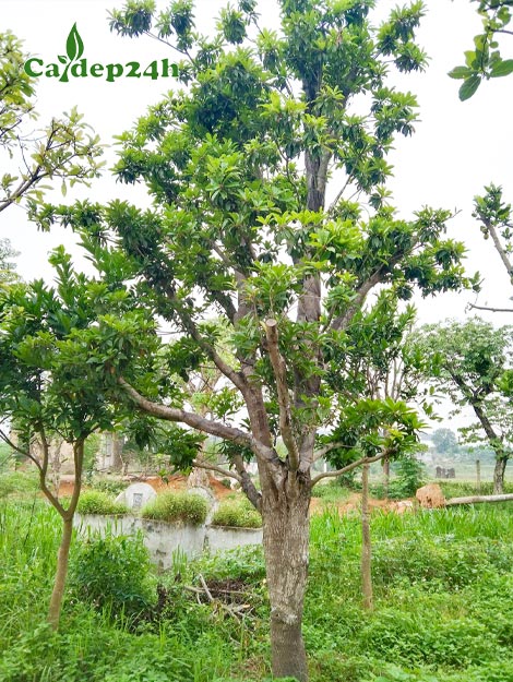 Cây Hồng Xiêm lâu năm, dưỡng ủ kỹ, tay cành tỉa đẹp đang ra lá mới