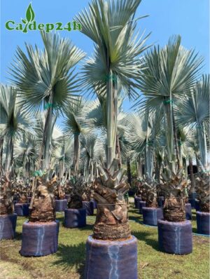 Cây Kè Bạc công trình dâm ủ bầu nổi, lóng thân cao 50 - 60cm